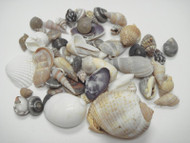 100 Pcs Small Tiny Mix Seashell Beach Craft