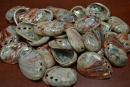 Polished Small Abalone Seashell 2 1/2" - 3"
