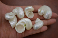 Small White Mother of Pearl Turbo Hermit Shell 1" - 1 1/2"
