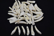 Genuine Polished and Drilled Buffalo Teeth Tooth