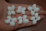 White Bubble Shell Rosettes Flower Rings