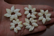 Nassa Shell Rosettes Flower Rings