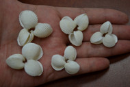 Clam Rose Shell Rosettes Flower Rings