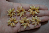Brown Nassa Shell Rosettes Flower Rings