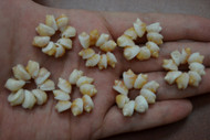 Light Brown Nassa Shell Rosettes Flower Rings