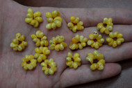 Yellow Mango Shell Rosettes Flower Rings