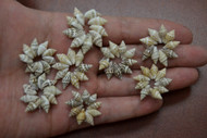 Small Nassa Shell Rosettes Flower Rings