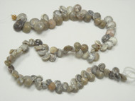 100 Pcs Small Brown Nautilus Seashell Beads Strand
