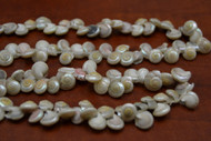 100 Pcs Small White Nautilus Seashell Beads Strand