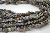 Drilled Black Pearl Umbonium Seashell Beads