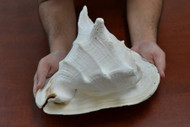 Gaint Cassis Cornuta Helmet Shell