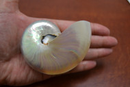 Small White Pearl Nautilus Seashell 3" - 3 1/2"