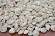 Tiny Small White Pearl Umbonium Seashell