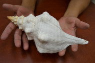 Natural White Horse Conch Seashell 11"