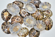 12 Pcs Polished Oval Brown Limpet Seashell 1 1/2" - 2"