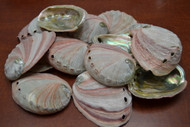 Red Abalone Seashell (One Side Polished) 3" - 4"