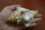 Striped Fox Horse Conch Shell 5"