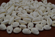 Drilled Hole White Ring Top Cowrie Seashell Beads
