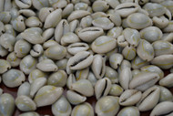Annulus Cooked Ring Top Ring Cowrie Seashell