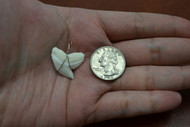 White Tiger Shark Teeth Tooth Wire Wrapped Pendant