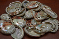 Small Polished Both Sides Red Abalone Seashell 1 1/2" - 2"