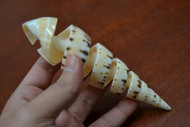 Cut Sliced Spiral Terebra Seashell 5"