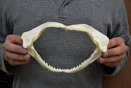 Black Tip Shark Teeth Mouth Jaw 8"