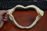 Black Tip Shark Teeth Mouth Jaw 9"