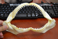 Black Tip Shark Teeth Mouth Jaw 10"