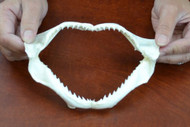 Pig Eye Shark Teeth Mouth Jaw 6"