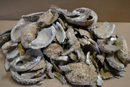 Broken Abalone Shell Scrape Blank Pieces Material Craft
