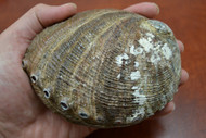 One Side Polished Green Abalone Seashell 4 1/2" - 5"