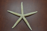 Bleached White Finger Starfish 6" - 8"