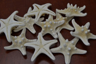 White Bleached Knobby Starfish