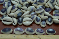 Drilled Hole Purple Ring Top Cowrie Seashell Beads