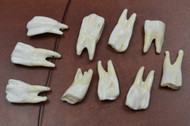 White Genuine Back Buffalo Teeth Tooth Pendants