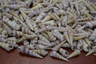 Small Purple Turritella Seashell