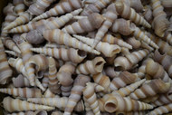 Medium Purple Turritella Seashell