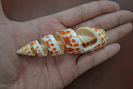 Cut Sliced Mitra Maculata Spiral Seashell