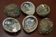 Green Abalone Seashell (One Side Polished) 4" - 4 1/2"