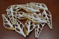 12 Pcs Eluthani Center Cut Slice Seashells 2 1/2" - 3"