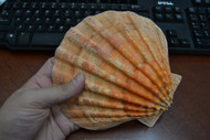 Large Orange Lion's Paw Scallop Seashell