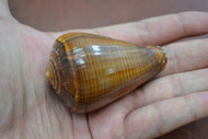 Brown Conus Cone Seashell