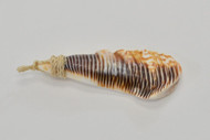 Polished Brown Lambis Rugosa Shell Pendant