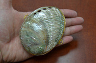 Abalone Shell Trinket Box