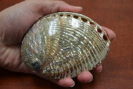 Both Side Polished Green Abalone Seashell 4" - 4 1/2"