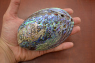 Polished Paua Haliotis Iris Abalone Seashell 5 - 5 1/2"
