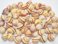 100 Pcs Yellow Stripped Helicostyla Annulata Seashell Craft