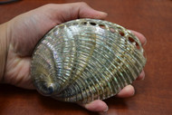 Both Side Polished Green Abalone Seashell 5" - 5 1/2"
