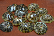 12 Pcs Oval Brown Polished Limpet Seashell Craft 2" - 2 1/2"